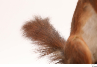 Squirrel  2 tail 0001.jpg